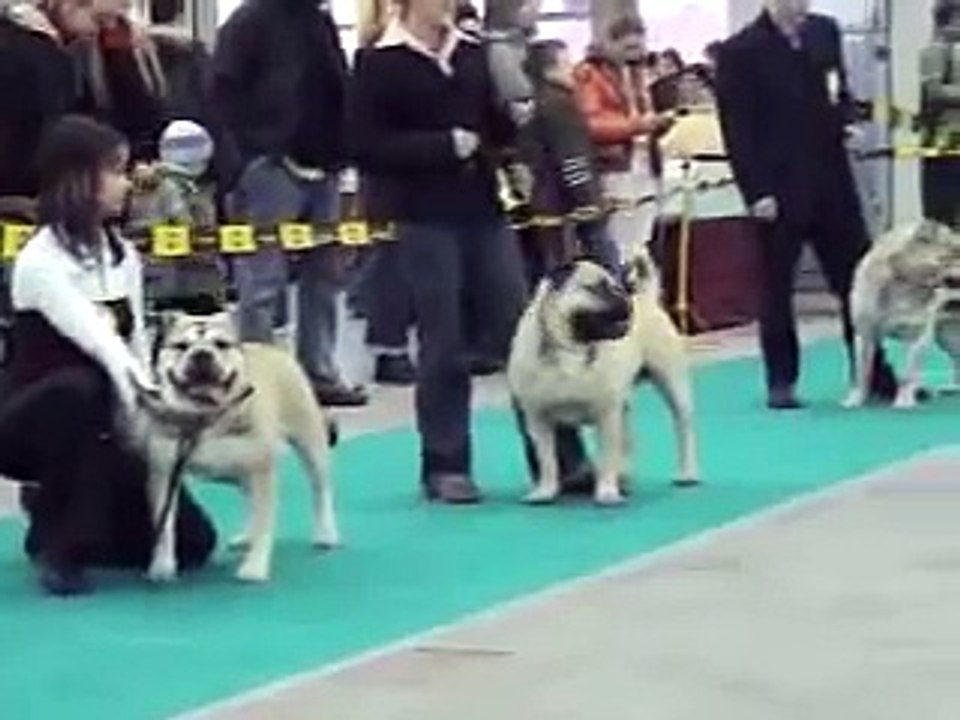 Ca de Bou World Dog Show 3