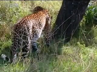 Wild leopard hunting  - BBC wildlife