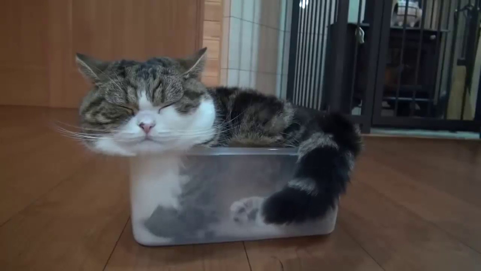 ⁣Funny Cats,Funny Dogs,Funny Pets videos 25
