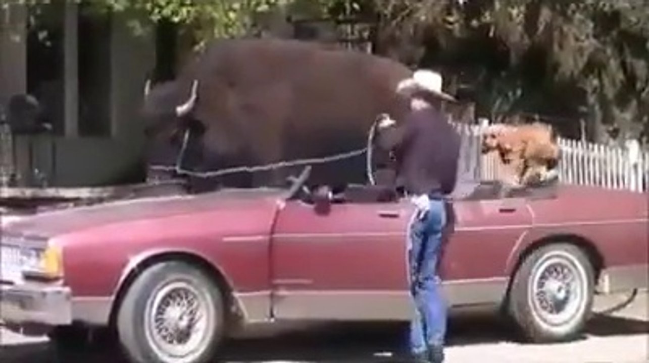 Bull in a Car Amazing video Dailymotion