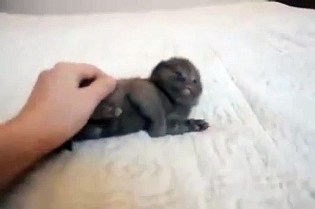 Tiny kitty loves pettings!