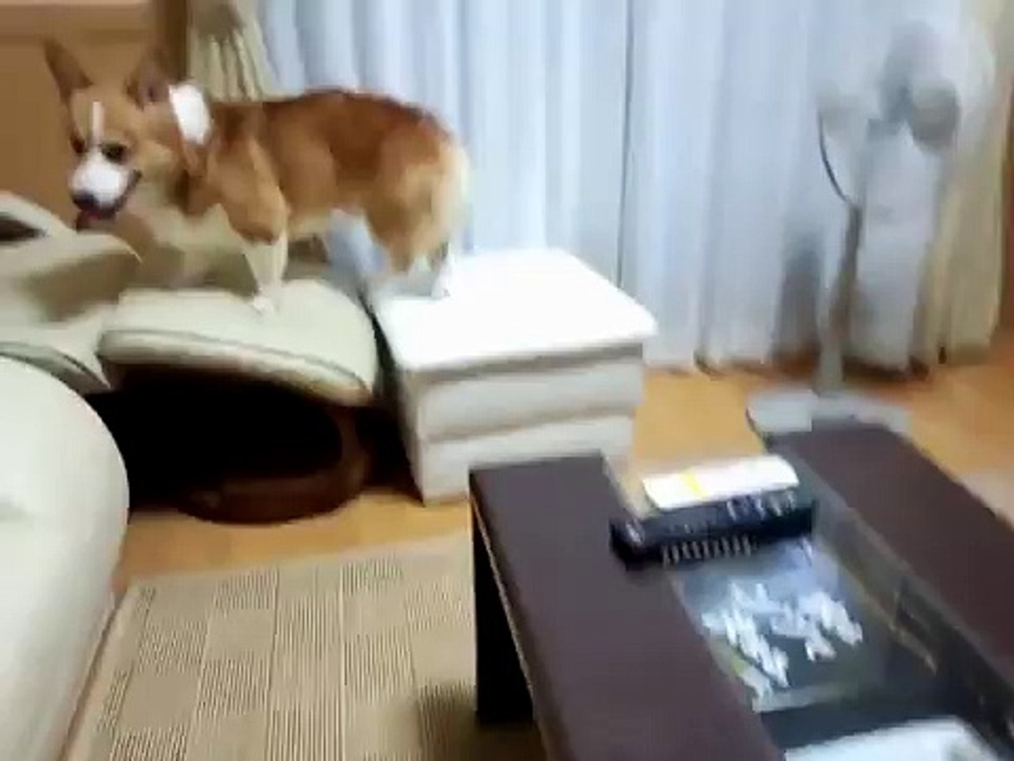 【犬銃】銃弾を吐きだす犬【マズルフラッシュ】