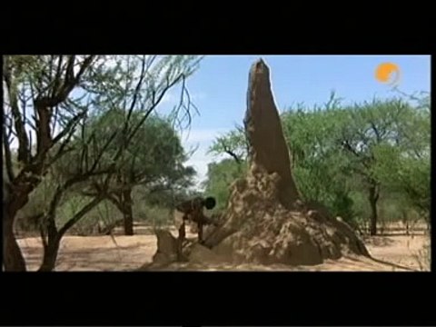 Die lustige Welt der Tiere - Affe und Salz