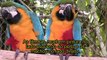 Papagaios e Araras soltas no Pantanal