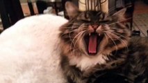 Funny Cat Video - Kalina The Cutest Siberian Cat