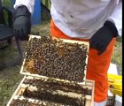 Keeping honey bees.  New Beekeepers find the queen!