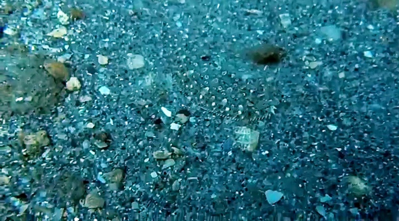 Can you spot the fish before it moves?