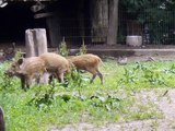 Tiere im Wildpark Schwarze Berge / Germany