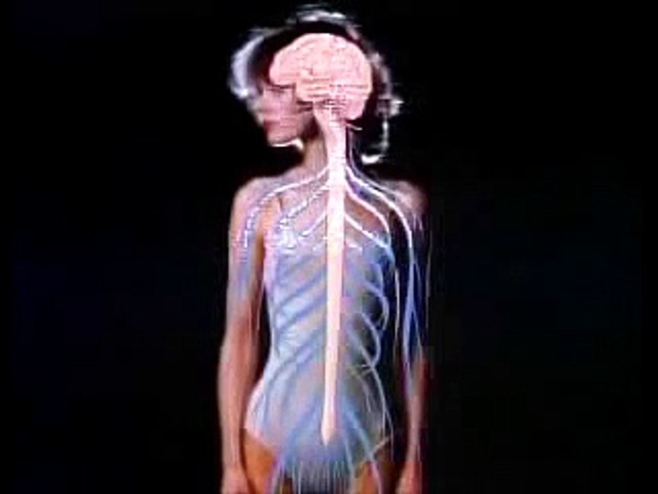 The Human Body: Nervous System (2nd Ed., Rev.) (clip)