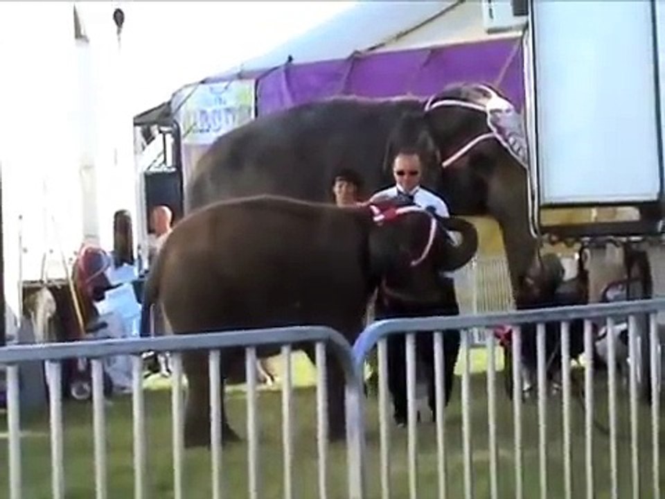 Notorious Elephant Abuser Tim Frisco Makes Baby Elephant, Val, Stand on Her Head-She Screams.
