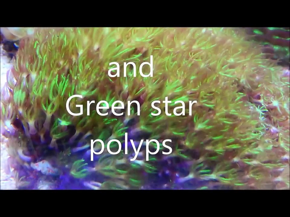 10 easy to keep reef tank corals for biginners