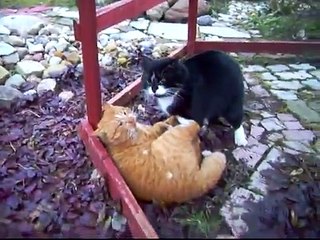 Gran Pelea De Gatos!!!