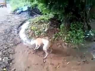 What this Dog is doing