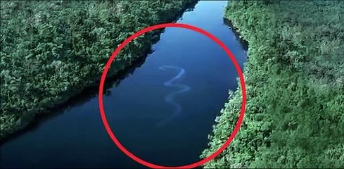 ((LA SERPIENTE MAS GRANDE DEL MUNDO)) CAPTADO EN EL RIO NILO