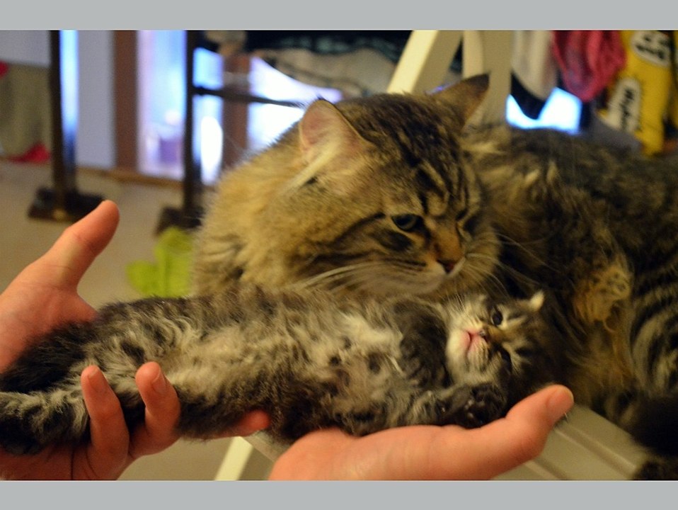 Sibs des Plumes d'Opale, nos chatons ont 1 mois ;) Portée 1 (2)