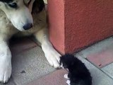 Husky protects a kitten from its own mother