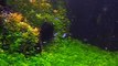 Planted  fish tank aquarium 7 days later