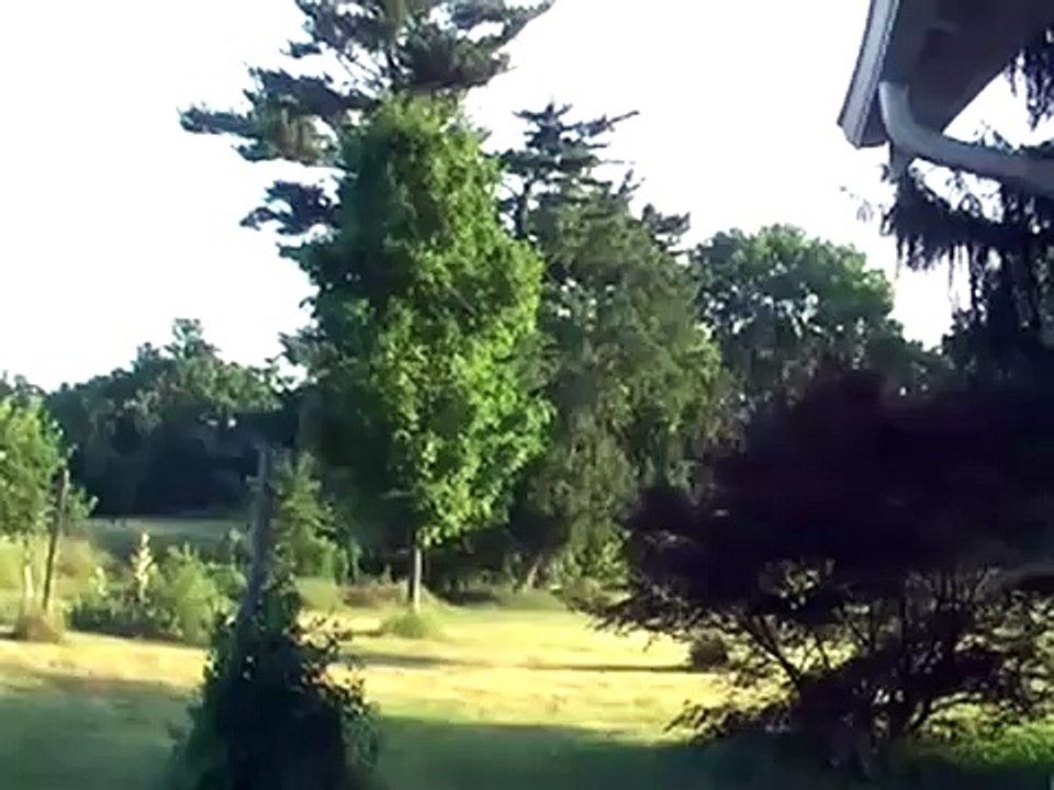 Birds cat attack Vulture Red Winged Blackbird also insects