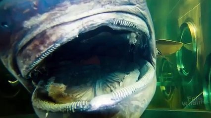 Rare Shark Discovery   Megamouth - Wildlife - Wild animals