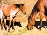 Pregnant Mare Rescue - Images of the rescued horses