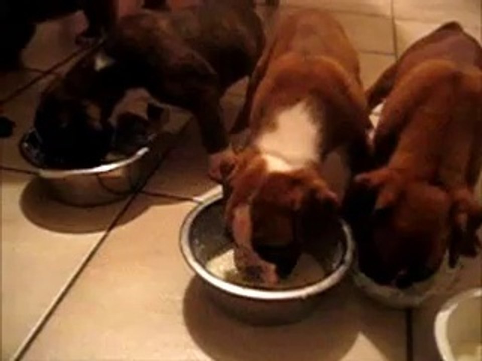 Chiots boxers d'Ulette de l'Ecluse de Penthièvre x Orkan de Sullieu