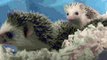 Baby Hedgehog Yawns (HD) (Original)