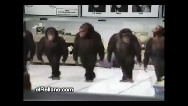 Funny Pranks Happy Birthday Monkey Funny Videos hhh Beautifull?syndication=228326