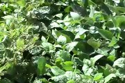 Soybean Insect Pest Management - Japanese Beetle and Soybean Aphid