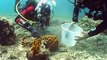 Porifera - Die wunderbare Welt der Schwämme - Arte - Teil 3 von 3