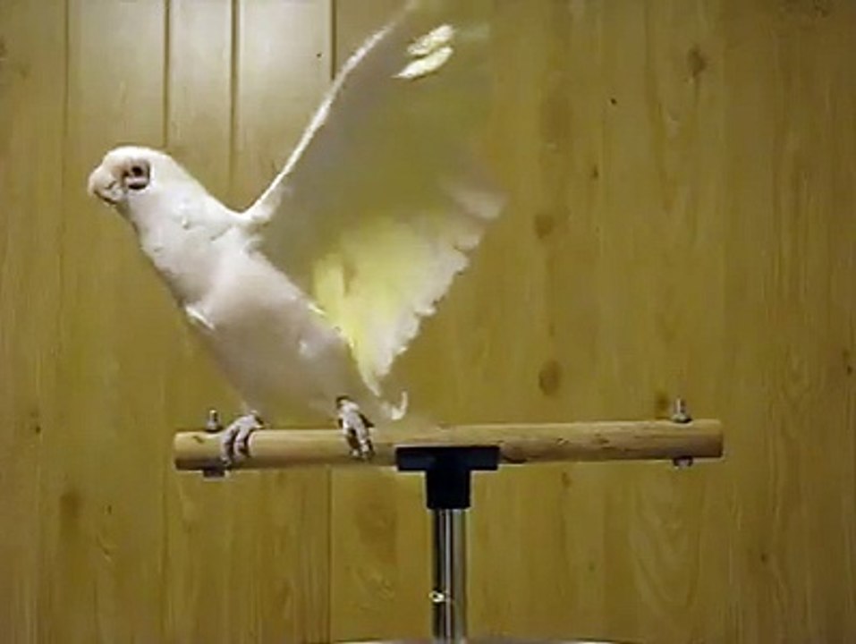 Crazy parrot