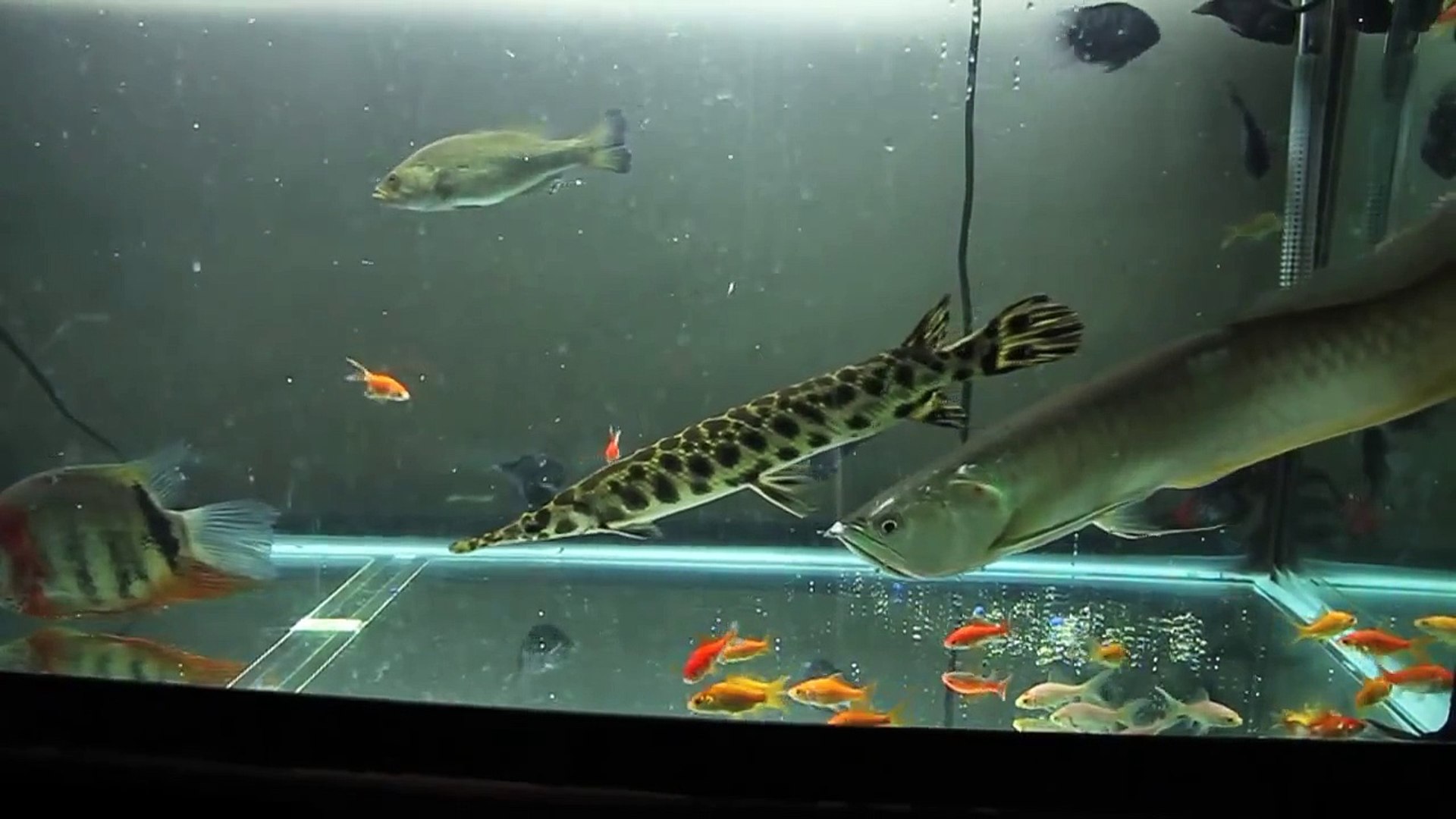 freshwater monster fish for aquarium