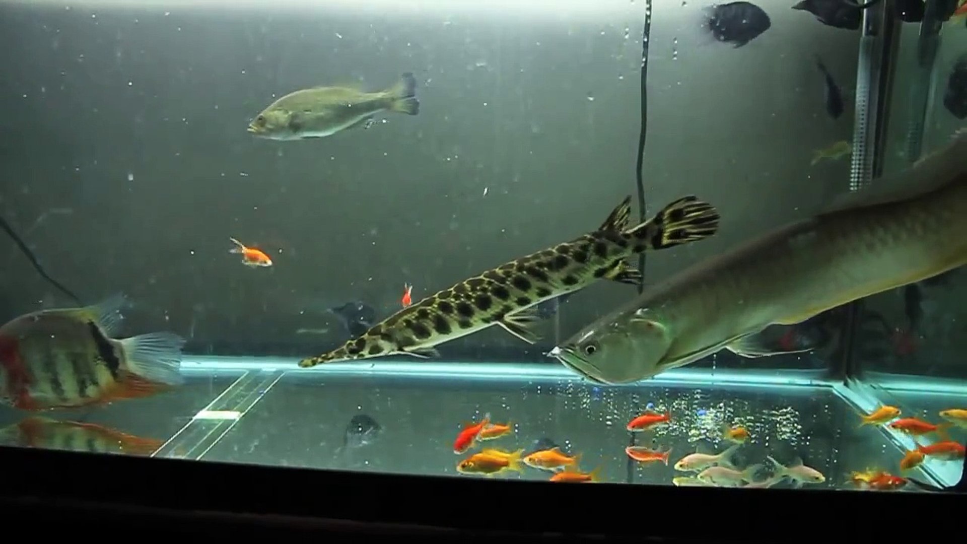 monster aquarium fish
