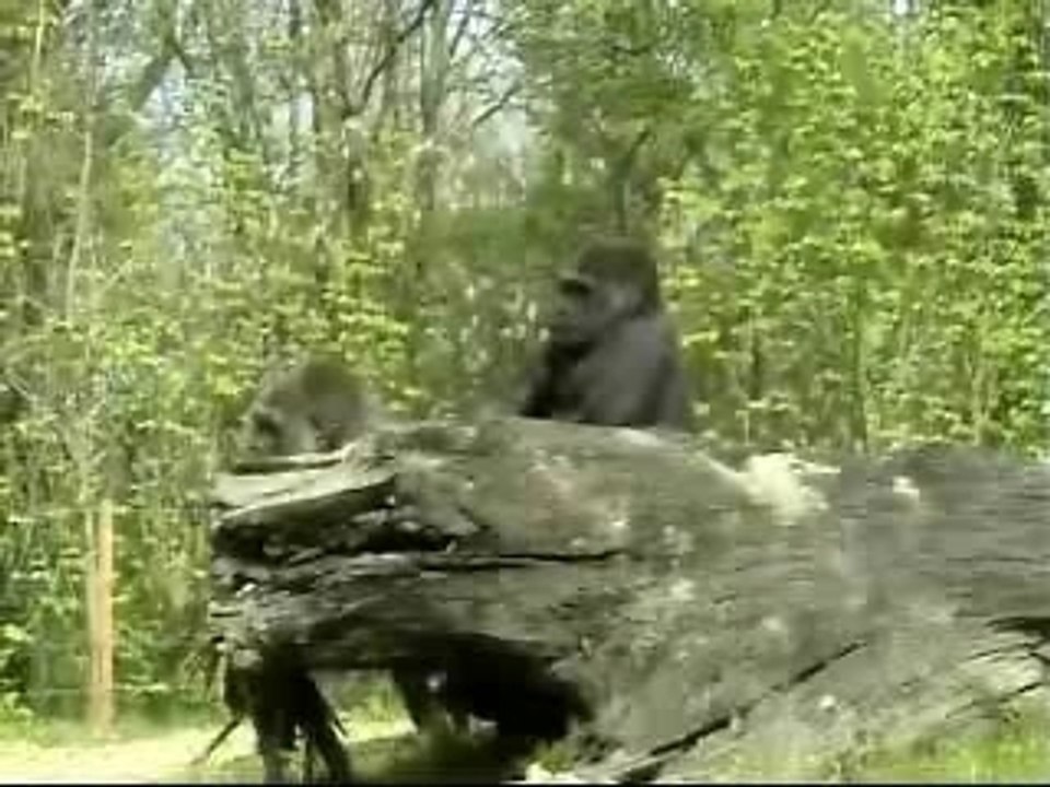FODA A  MACACO