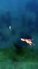 مشهد نادر ل أخطبوط عملاق  يصطاد سلحفاة عالمية