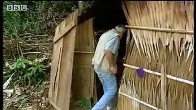 Endangered African animals - apes and chimpanzees - BBC