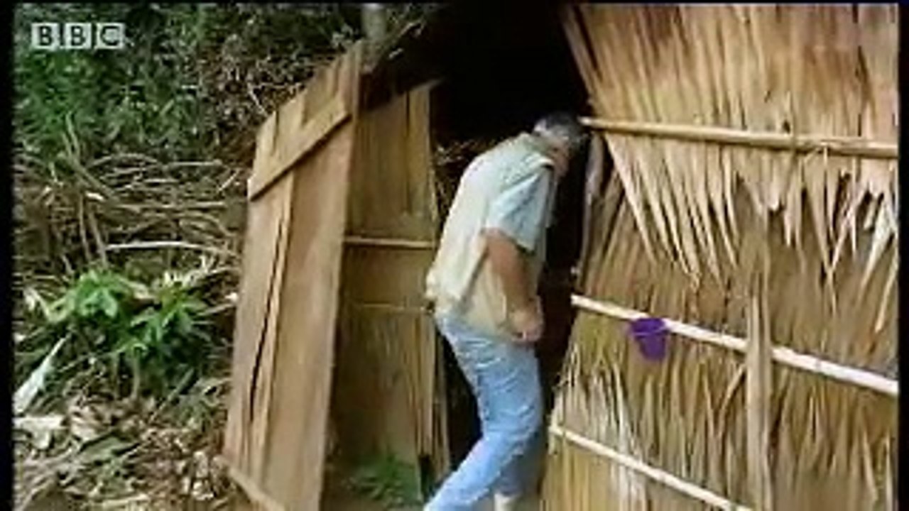 Endangered African animals - apes and chimpanzees  - BBC