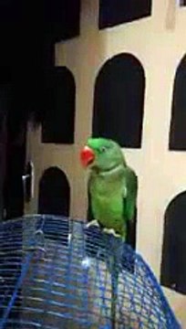 Funny Punjabi Video _ → Talking Parrot - Punjabi _ Waheguru Waheguru?syndication=228326