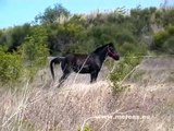 cheval de merens