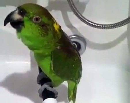 Попугай Микеша поет песню Беловежская пуща Дай Лапу