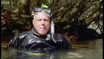 Bad Breath From the Gentle Sea Cow Manatee - Attenborough - Life of Mammals - BBC