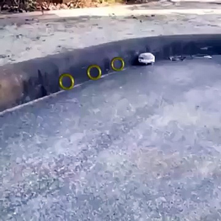 Sonic le hérisson en vrai