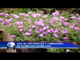 Pase Daniela: exposición de flores en Sanchí