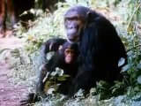 Chimps Attacking an artificial leopard