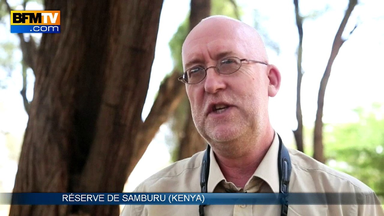 Les girafes en voie d’extinction au Kenya