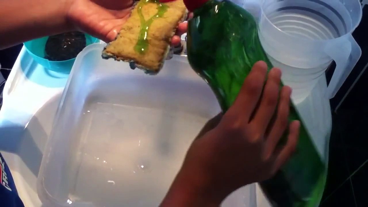 Limpiar el recipiente de una tortuga