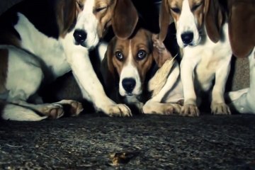 Igualdad Animal publica imágenes de experimentos