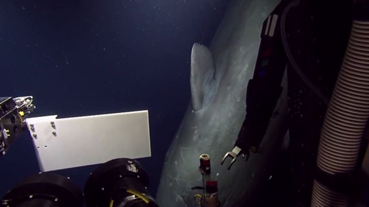 Un énorme cachalot rend visite à un sous-marin