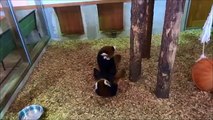 レッサーパンダのピーピー合戦②　Squeaking Red Panda cubs #2.