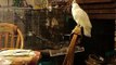 Gimli the Goffin's Cockatoo Screaming (turn down your volume)