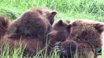 Grizzlies and Wolves, Alaska Bear Viewing Expeditions
